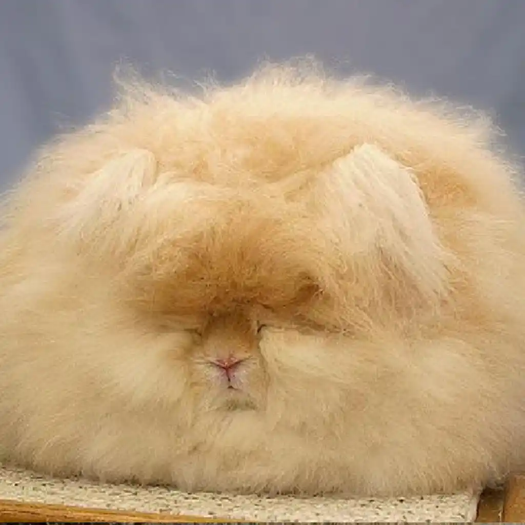 Angora Rabbit Hair